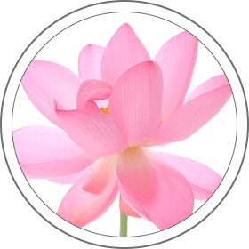 Imagen de flor - Curso de meditación Activa