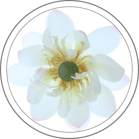 Imagen de flor - Curso de meditación Vychara