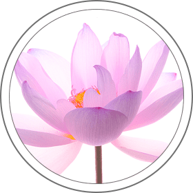 Imagen de flor - Curso de meditación Vipassana