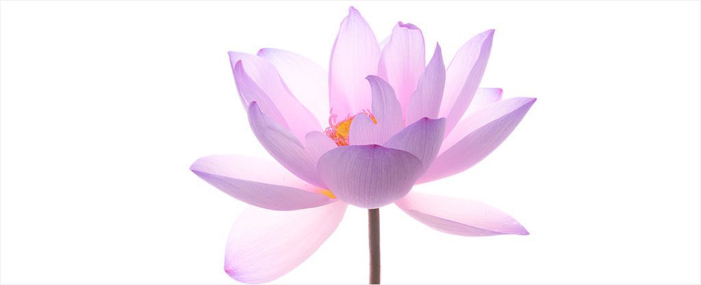 Escuela Camino 4 - Meditación Vipassana