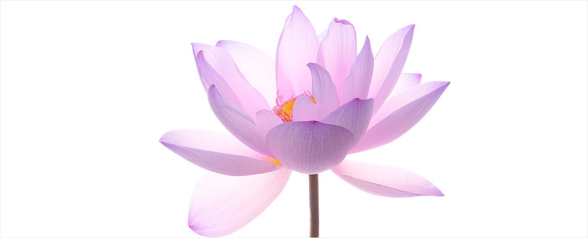Escuela Camino 4 - Meditación Vipassana